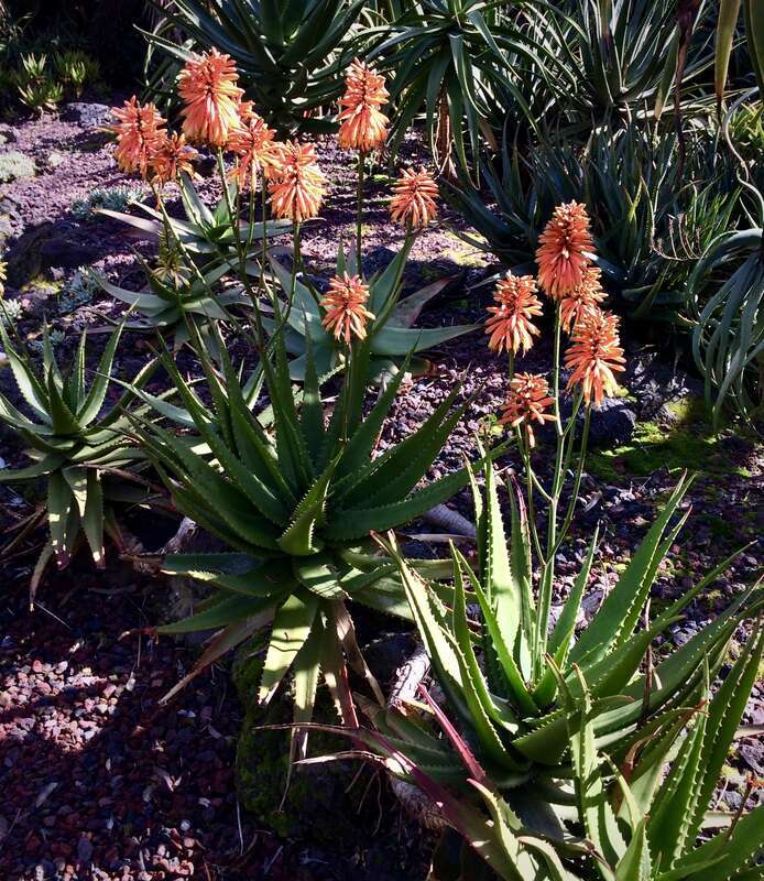 If these guys had a tag, I missed it.