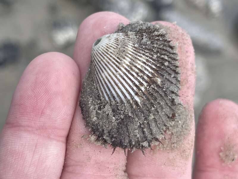 Blood Ark (Lunarca ovalis)