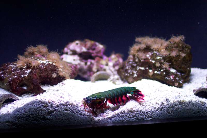 Popcorn Mantis Shrimp burrowing in sand