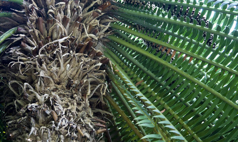 Marjorie McNeely Conservatory