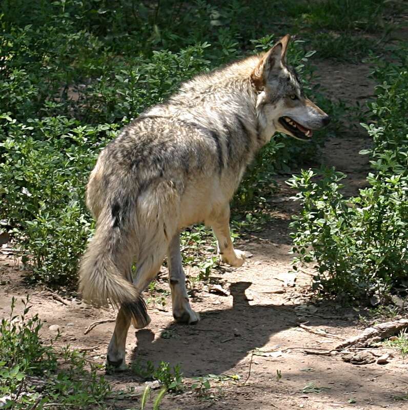 A running Mexican Wolf at the Rio Grande Zoo in Albuquerque, New Mexico, USA.