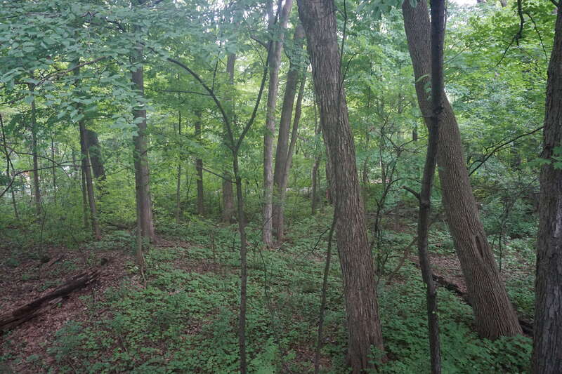 A forest at the Milwaukee County Zoo in Milwaukee, Wisconsin (United States).