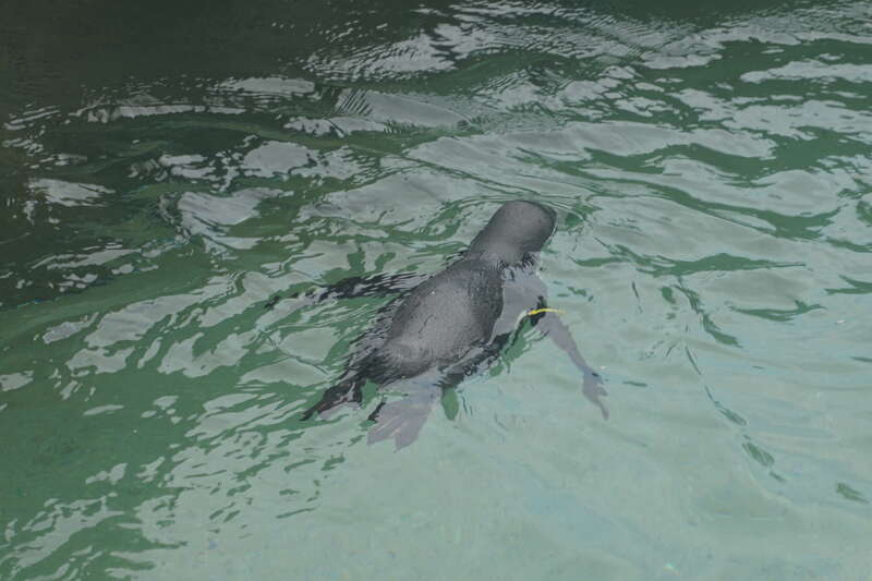 A Humboldt penguin at the Milwaukee County Zoo in Milwaukee, Wisconsin (United States).