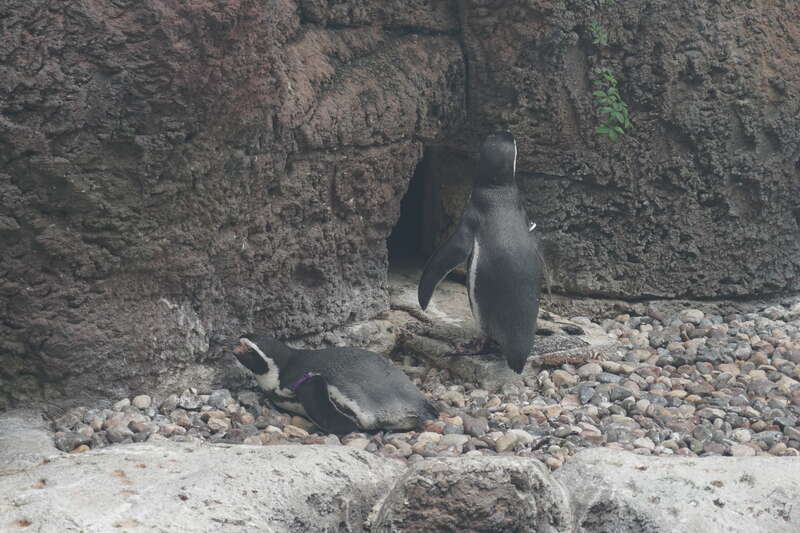 Humboldt penguins at the Milwaukee County Zoo in Milwaukee, Wisconsin (United States).
