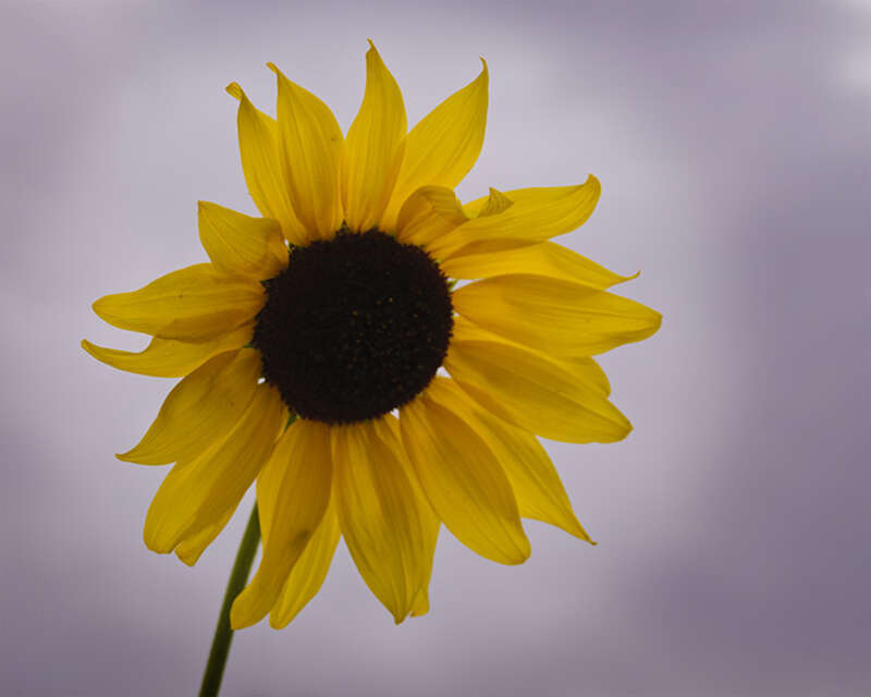 Sunflower growing beside a Moab, Utah, bike shop