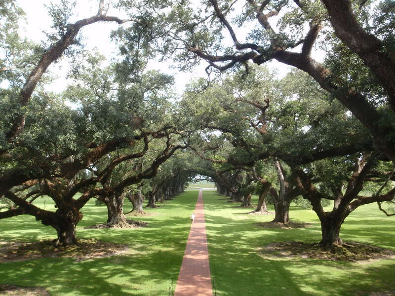 Oak Alley Plantation
View down the Alley of oaks from the Oak Alley Plantation House.