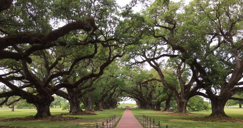 Photo of Oak Alley in Vacherie, Louisiana.
