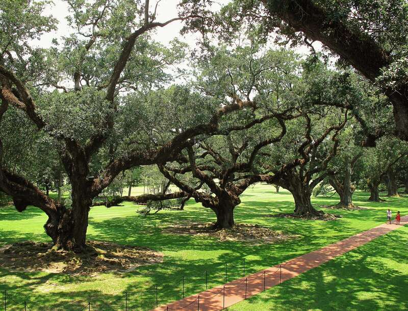 Old oaks