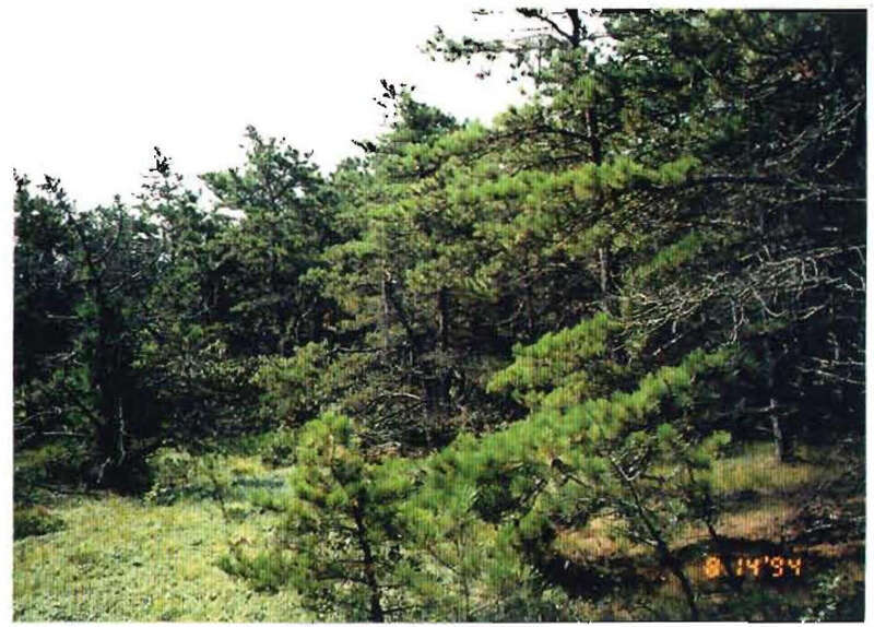 Looking South in Ammunition Area.