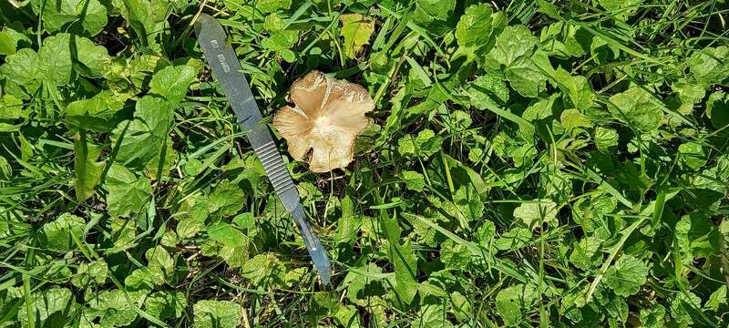 split fibrecap (Pseudosperma rimosum)