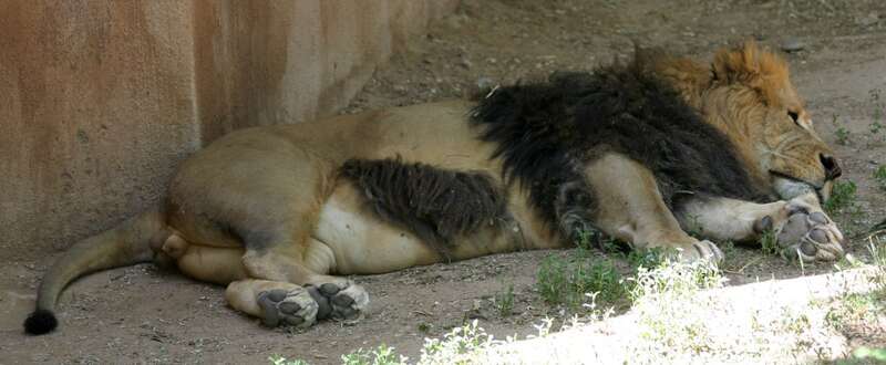 A sleeping male African Lion at the Rio Grande Zoo in Albuquerque, New Mexico, USA.