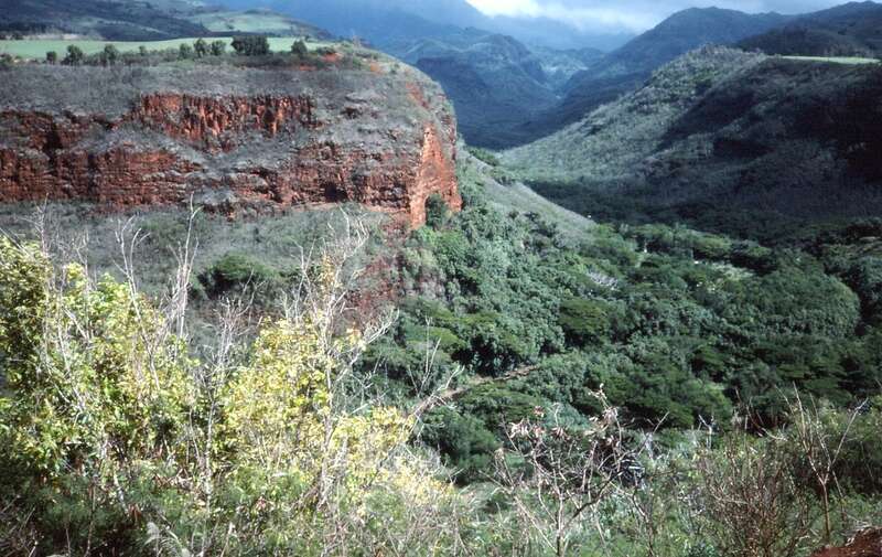 (1 in a multiple picture set)
We visited this canyon by car and then later by heliocopter. It was spectacular either way.  It is much like our mainland Grand Canyon, but because of the heavy rain in Hawii, the slopes and cliffs are covered in rich