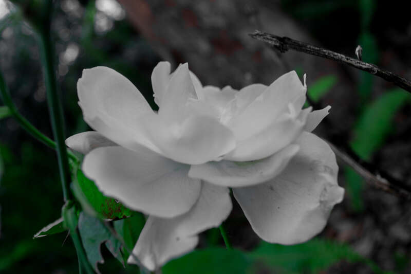 500px provided description: Photo of a rose taken at an angle. Rose is completely desaturated. [#nature ,#angle ,#beautiful ,#plant ,#garden ,#rose]