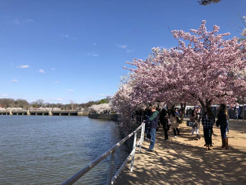 View north-northwest along the northeast shore of the Tidal Basin while the Yoshino Cherries are blooming during the 2018 Cherry Blossom Festival in Washington, D.C.