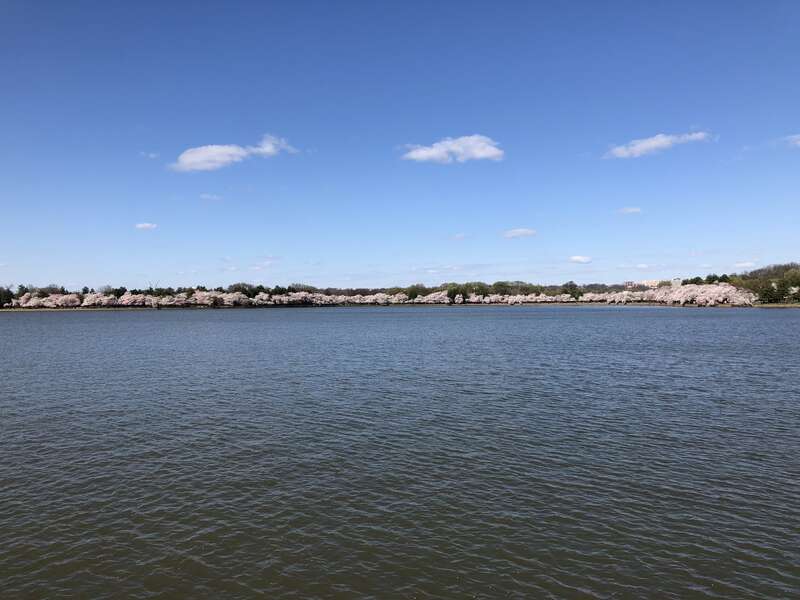 View west from the northeast shore of the Tidal Basin while the Yoshino Cherries are blooming during the 2018 Cherry Blossom Festival in Washington, D.C.