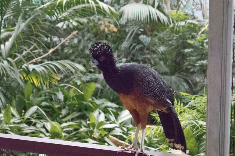 500px provided description: Can't remember which bird this is, but it sure as heck is cool [#bird ,#nature ,#animal ,#zoo ,#wildlife ,#tropical ,#no person]