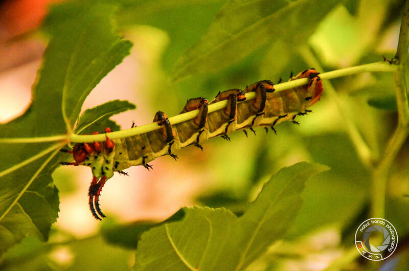 500px provided description: Caterpillar Exhibit At Museum Of Science Boston [#wildlife ,#museum ,#boston ,#science museum ,#mos ,#crawlers ,#small bugs ,#Caterpillar]
