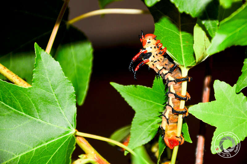 500px provided description: Caterpillar Exhibit At Museum Of Science Boston [#wildlife ,#museum ,#boston ,#science museum ,#mos ,#crawlers ,#small bugs ,#Caterpillar]