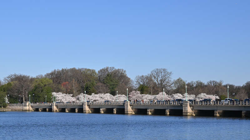 The Kutz Memorial Bridge crosses the northern portion of the Tidal Basin in Washington, DC.  This shot looking towards the south side of the bridge from the east side of the Tidal Basin looking west. Behind the bridge are Yoshino cherry trees in