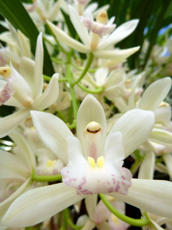 Cultivated, Missouri Botanical Garden Orchid Show, St. Louis, Missouri, USA