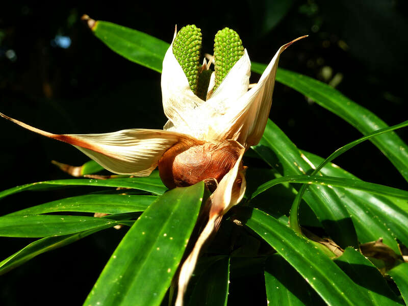 Freycinetia multiflora, cultivated, Climatron, Missouri Botanical Garden, St. Louis, Missouri, USA