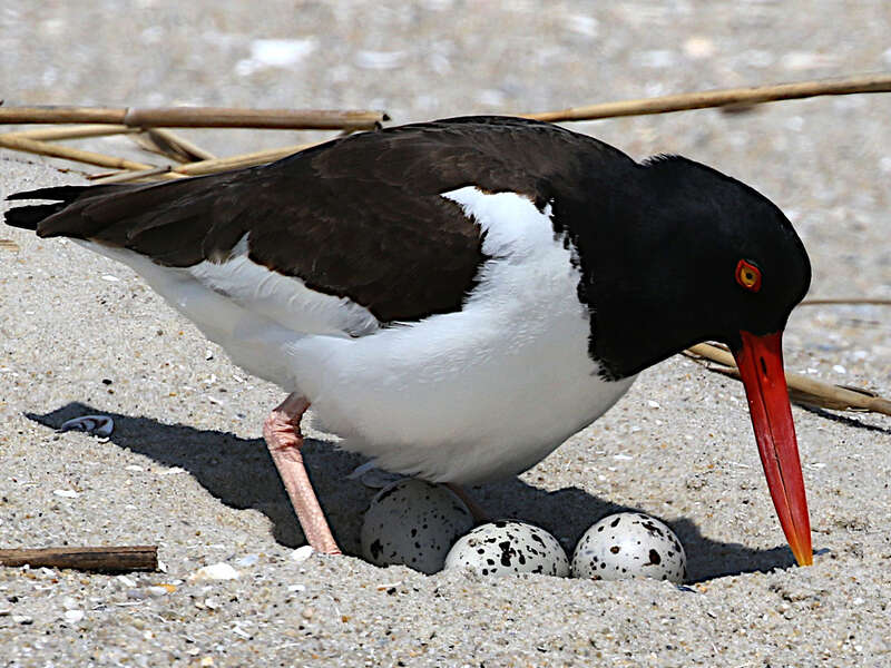 American oystercatcher tending eggs at Cape May Point State Park, USA. Other parent 20 minutes earlier: