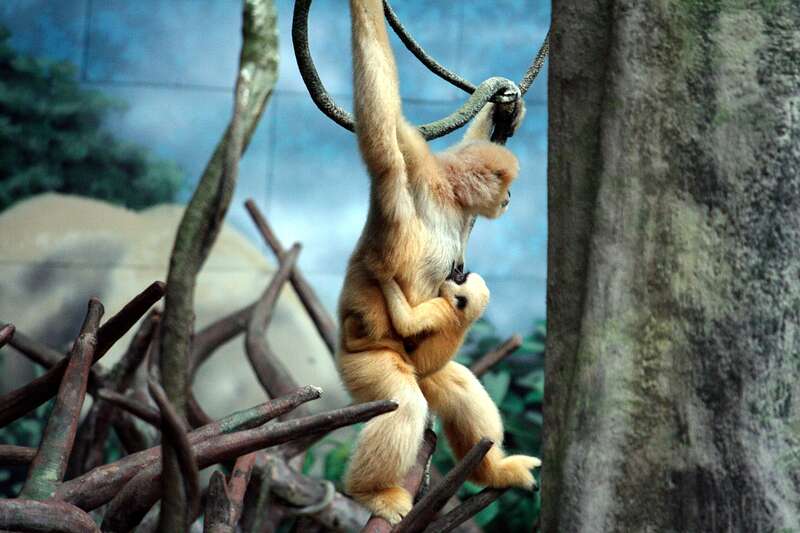 Indah, a white-cheeked gibbon, with a baby