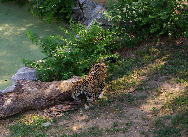 Jaguar enclosure at the St. Louis zoo