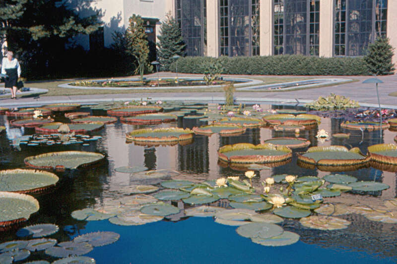 A large pond with water lilies in front of the Conservatory at Longwood Gardens, Kennett Square, Pennsylvania.