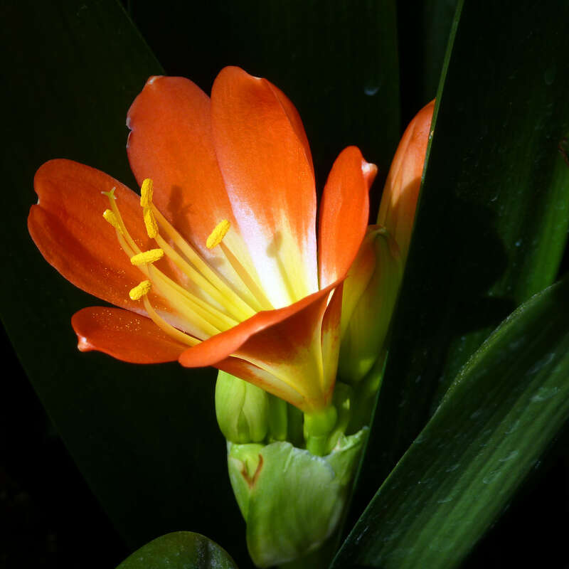 Clivia miniata, cultivated, Missouri Botanical Garden, St. Louis, Missouri, USA