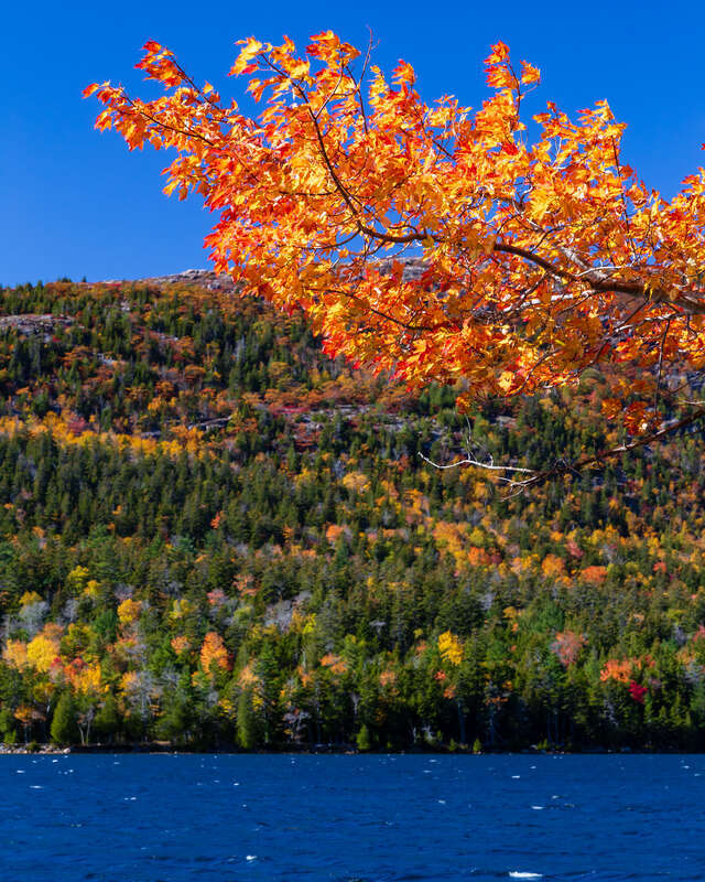 A branch is sticking out with some bright orange leaves, with a backdrop of Jordan Pond and surrounding banks in the background.
