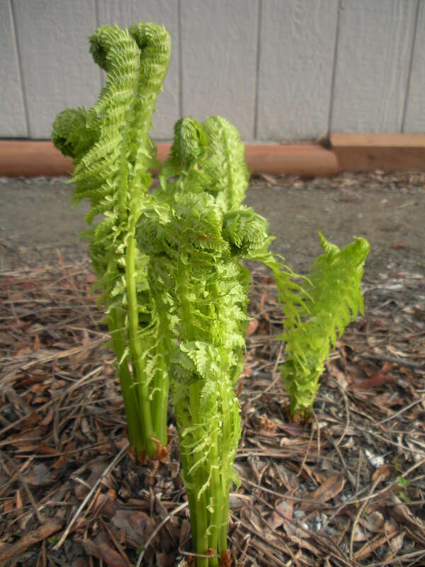 Ferns still are unrolling here
