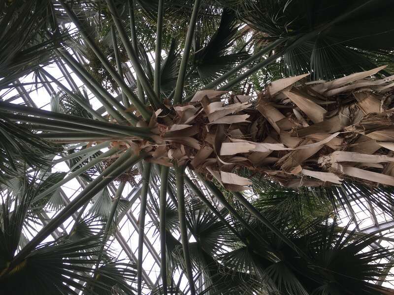 Garfield Park Conservatory (Chicago)