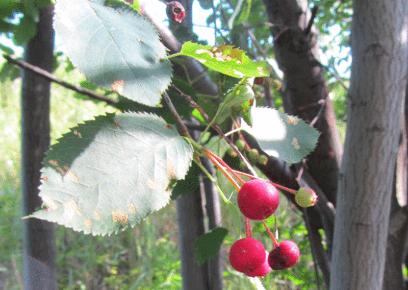 There are over three dozen species of Hawthorns in the western Great Lakes area and they frequently hybridize.  I have tagged it only by the genus.