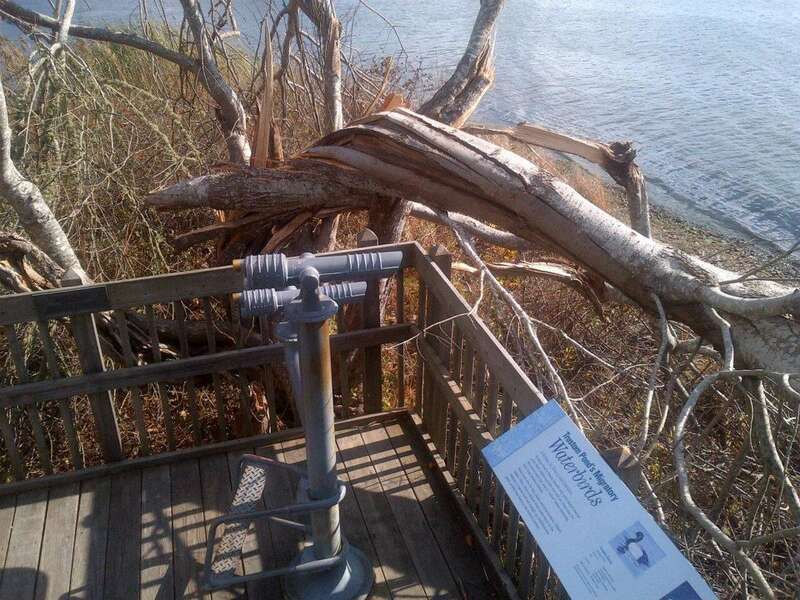 Tree damaged by Hurricane Sandy at Otter Point Platform at Trustom Pond NWR, Thursday 11/1.


Stay informed