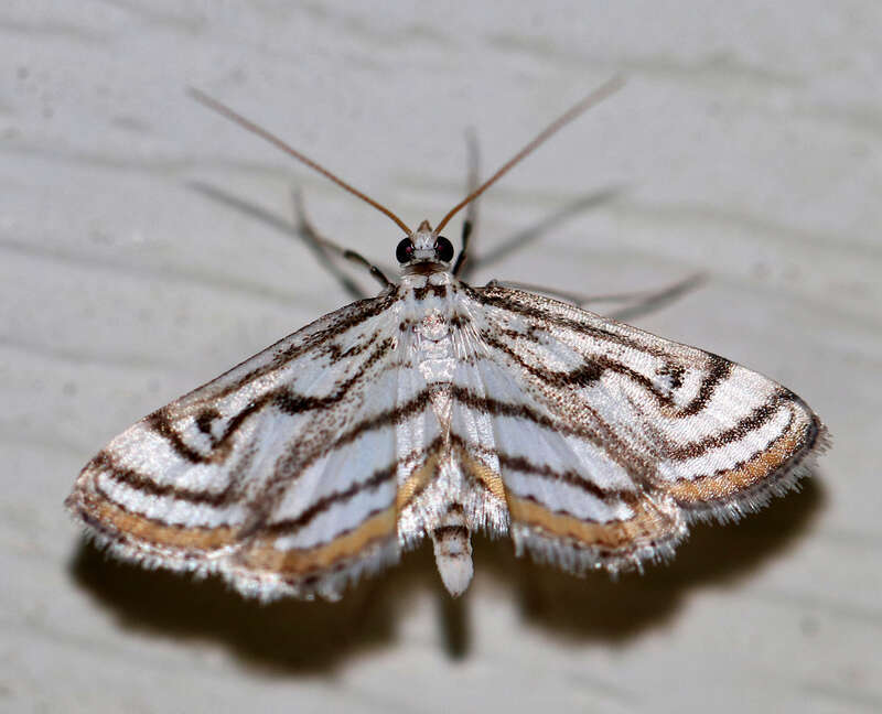 Chestnut-marked Pondweed Moth (Parapoynx badiusalis)