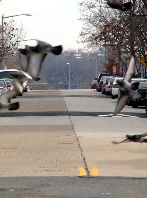 Pigeons at Q Street (Washington, DC)