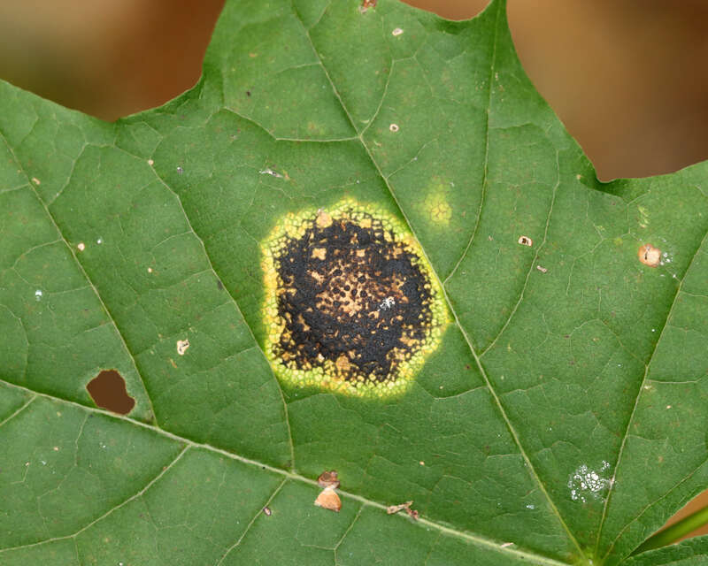 Black Tar Spot (Rhytisma acerinum)