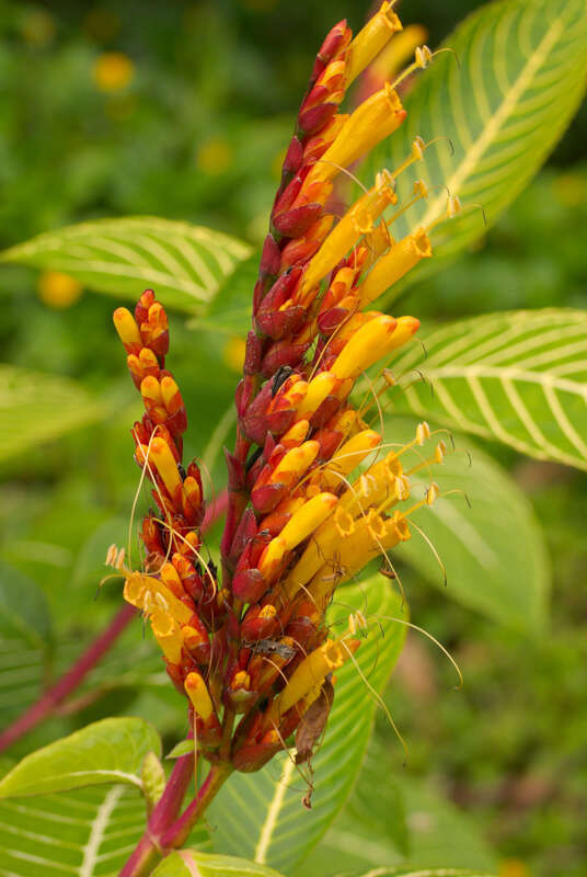 Sanchezia Flowers