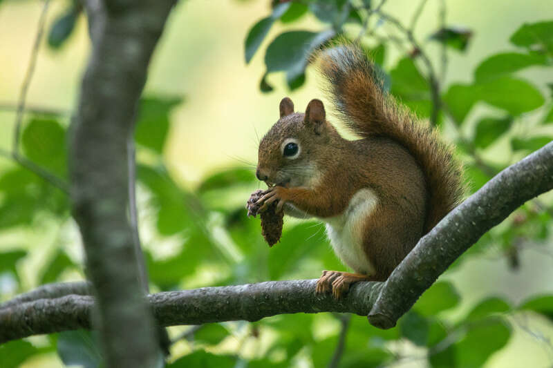 Squirrel breakfasting at the wild garden in Acadia National Park, Maine.