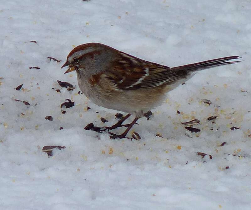 American Tree Sparrow