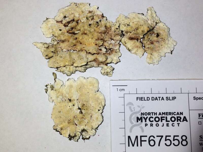 Steccherinum bourdotii