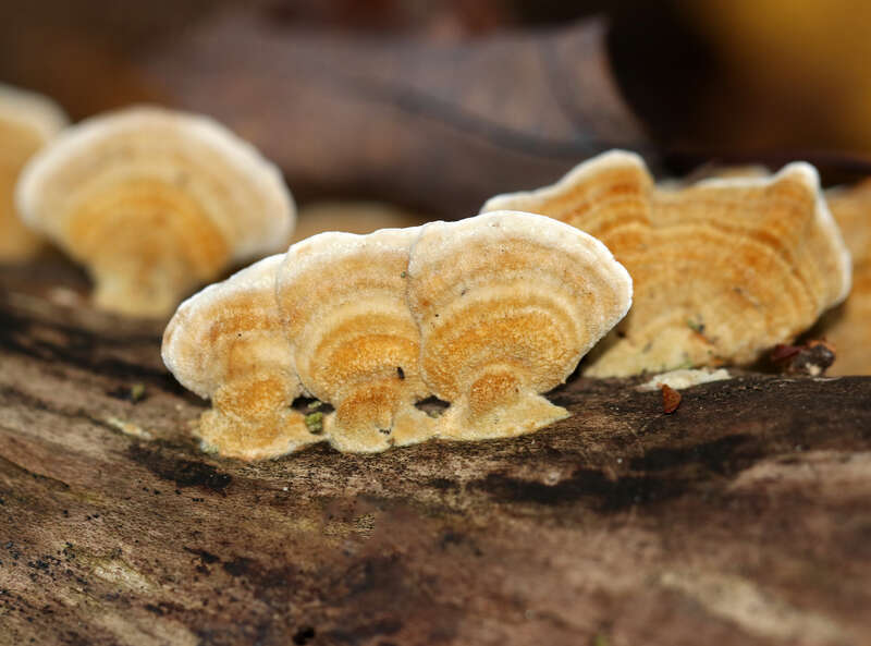 yellowing curtain crust (Stereum subtomentosum)