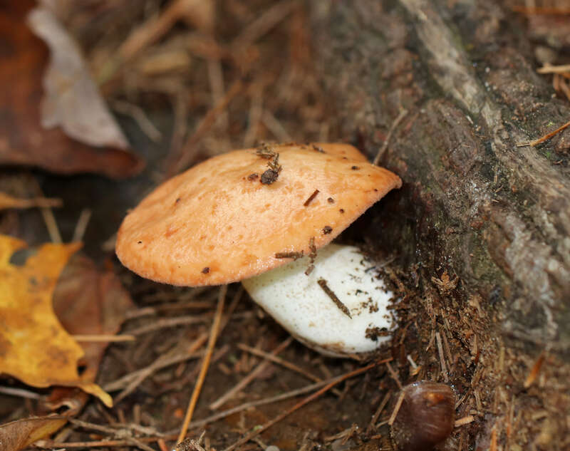 Dotted-stalked Suillus (Suillus granulatus)