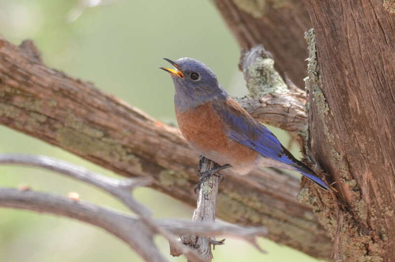 Western Bluebird (Sialia mexicana)