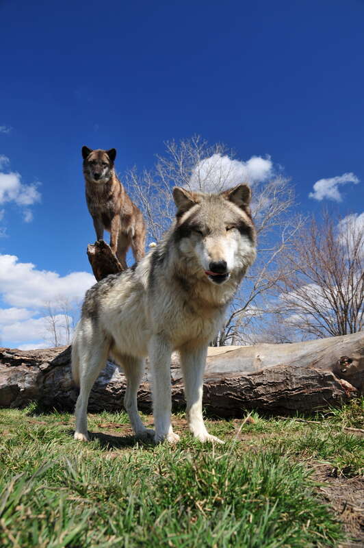 Wolf Park Battle Ground, IN


&amp;lt;a href=&quot;http://www.wolfpark.org&quot; rel=&quot;nofollow&quot;&amp;gt;www.wolfpark.org&amp;lt;/a&amp;gt;