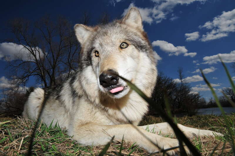 Wolf Park Battle Ground, IN


&amp;lt;a href=&quot;http://www.wolfpark.org&quot; rel=&quot;nofollow&quot;&amp;gt;www.wolfpark.org&amp;lt;/a&amp;gt;