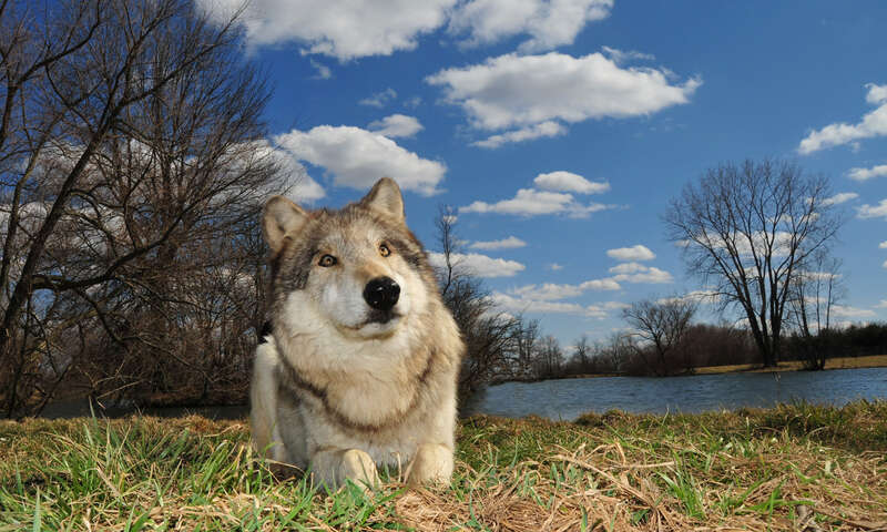 That was a crap shot.... I was not even looking through the finder. all I did was snap it paparazzi style from ground level. the lens was at 18mm.    it worked.

Wolf Park Battle Ground, IN


&amp;lt;a href=&quot;http://www.wolfpark.org&quot;