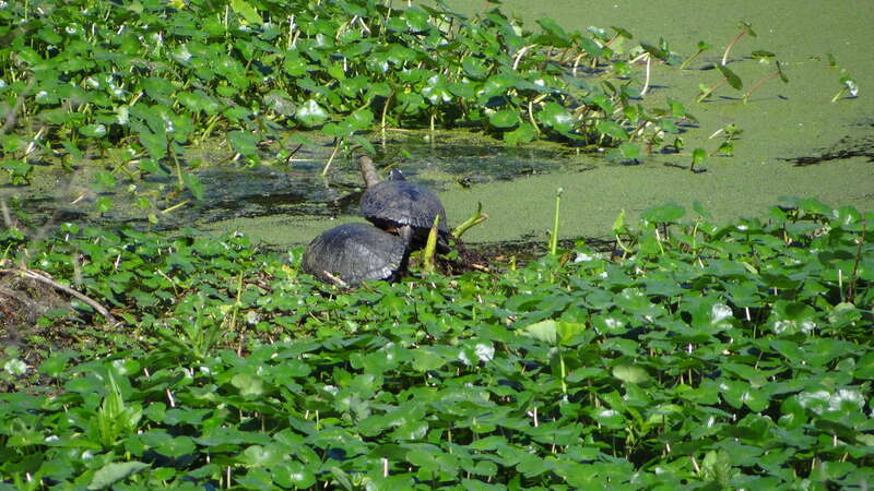 Avery Isaland et Tabasco; Louisiana