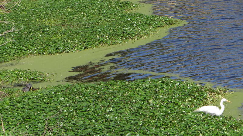 Avery Isaland et Tabasco; Louisiana